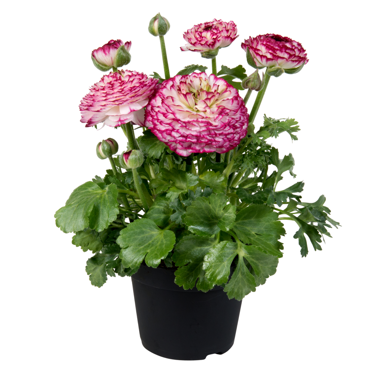 violet-bicolor-01-1448269166.webp