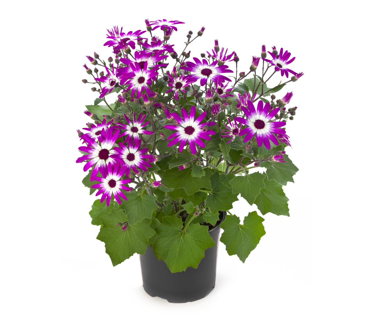 violet-bicolor-792716496.webp