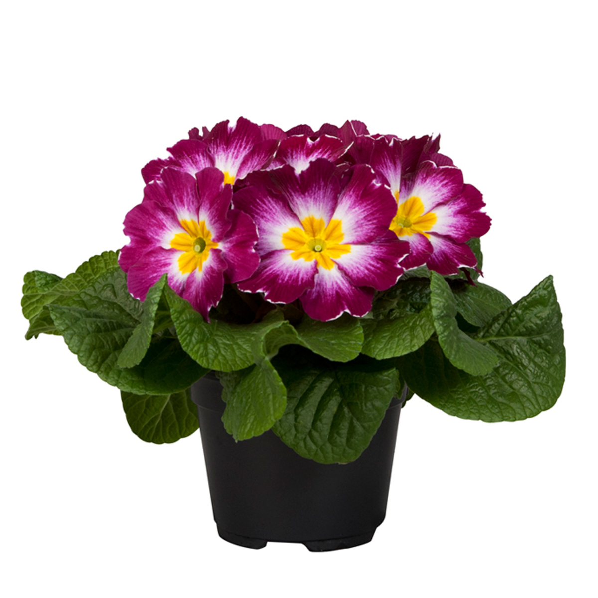 violet-bicolour-2402908934.webp