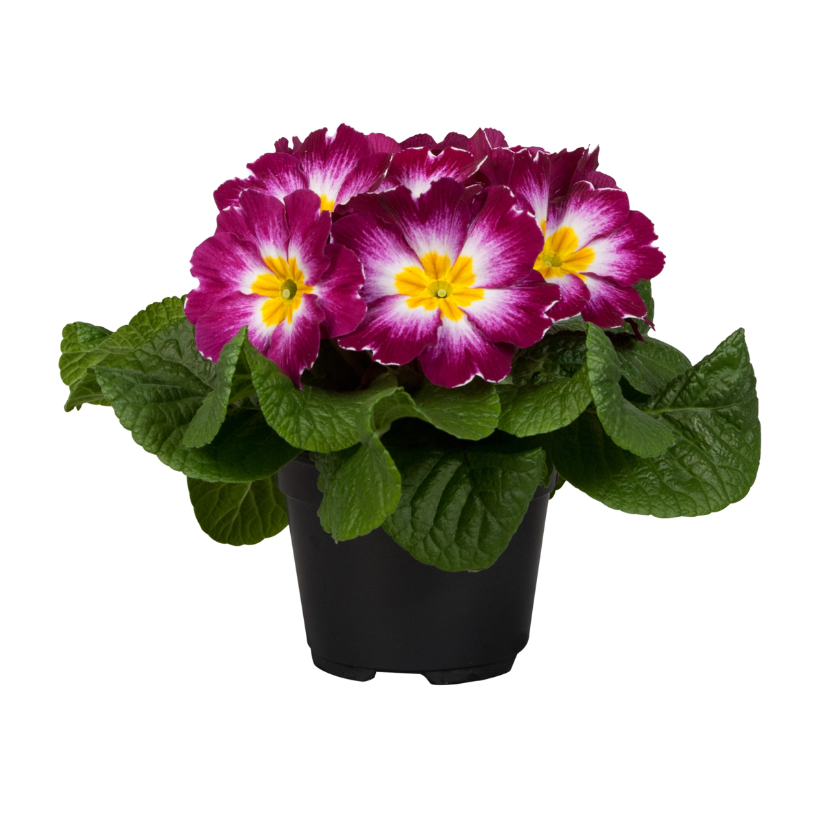 violet-bicolour-2978519637.webp