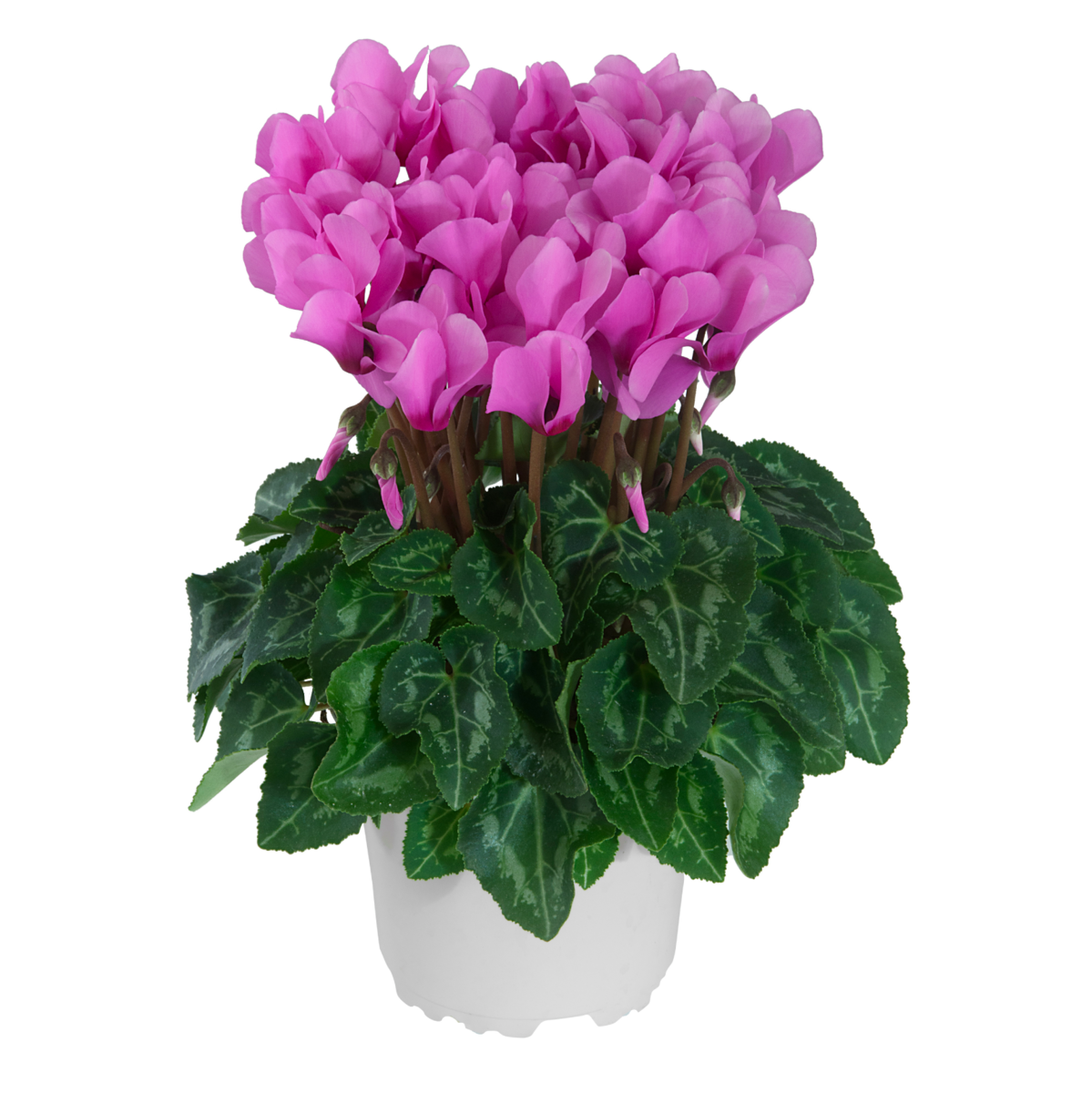 violet-cattleya-exp-100355-1594532954.webp