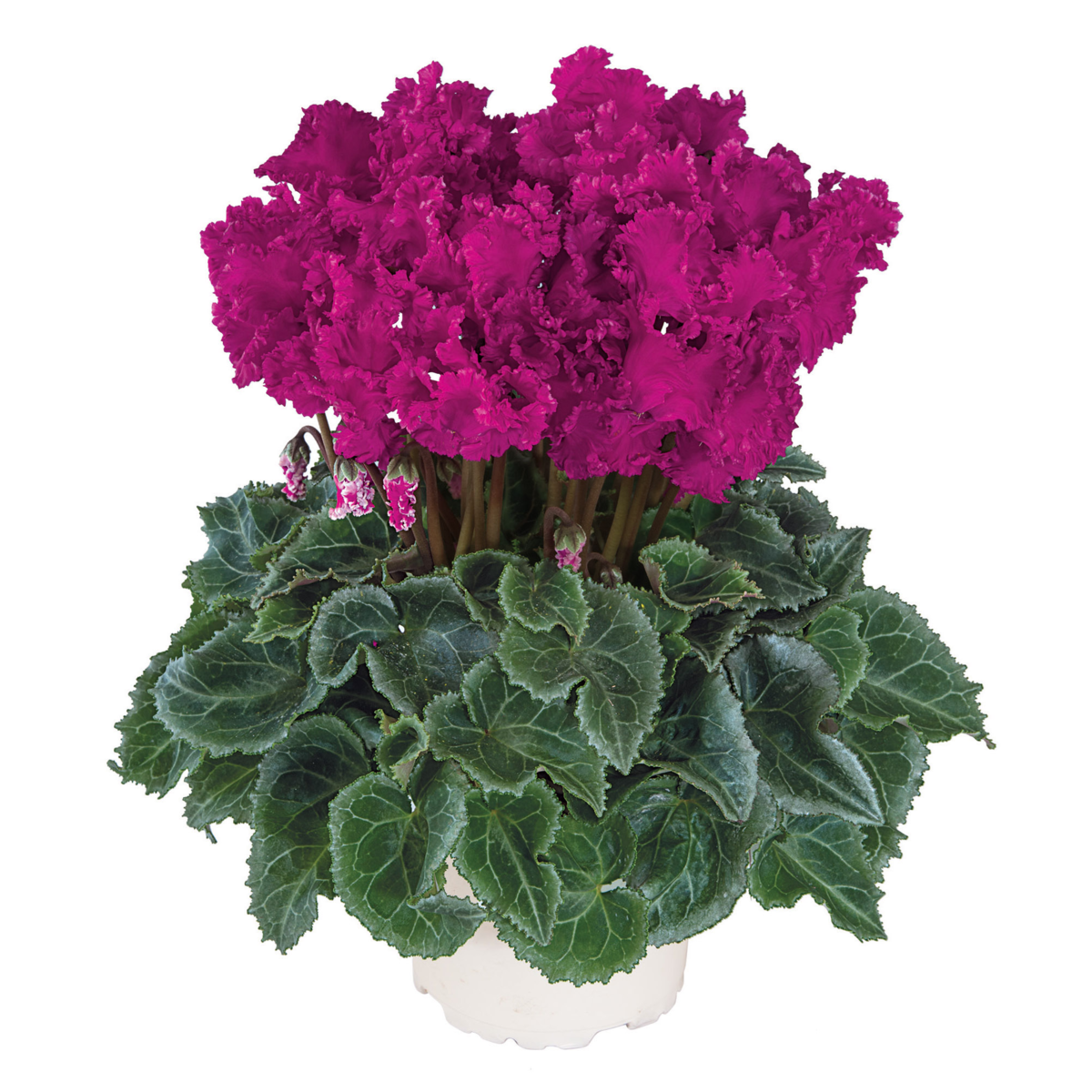 violet-exp-100114-850733417.webp