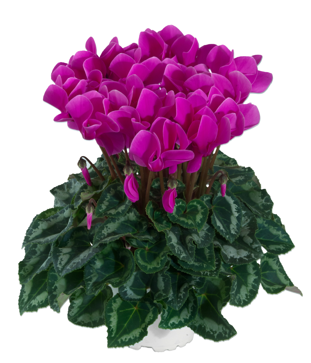 violet-exp-100336-3300715494.webp