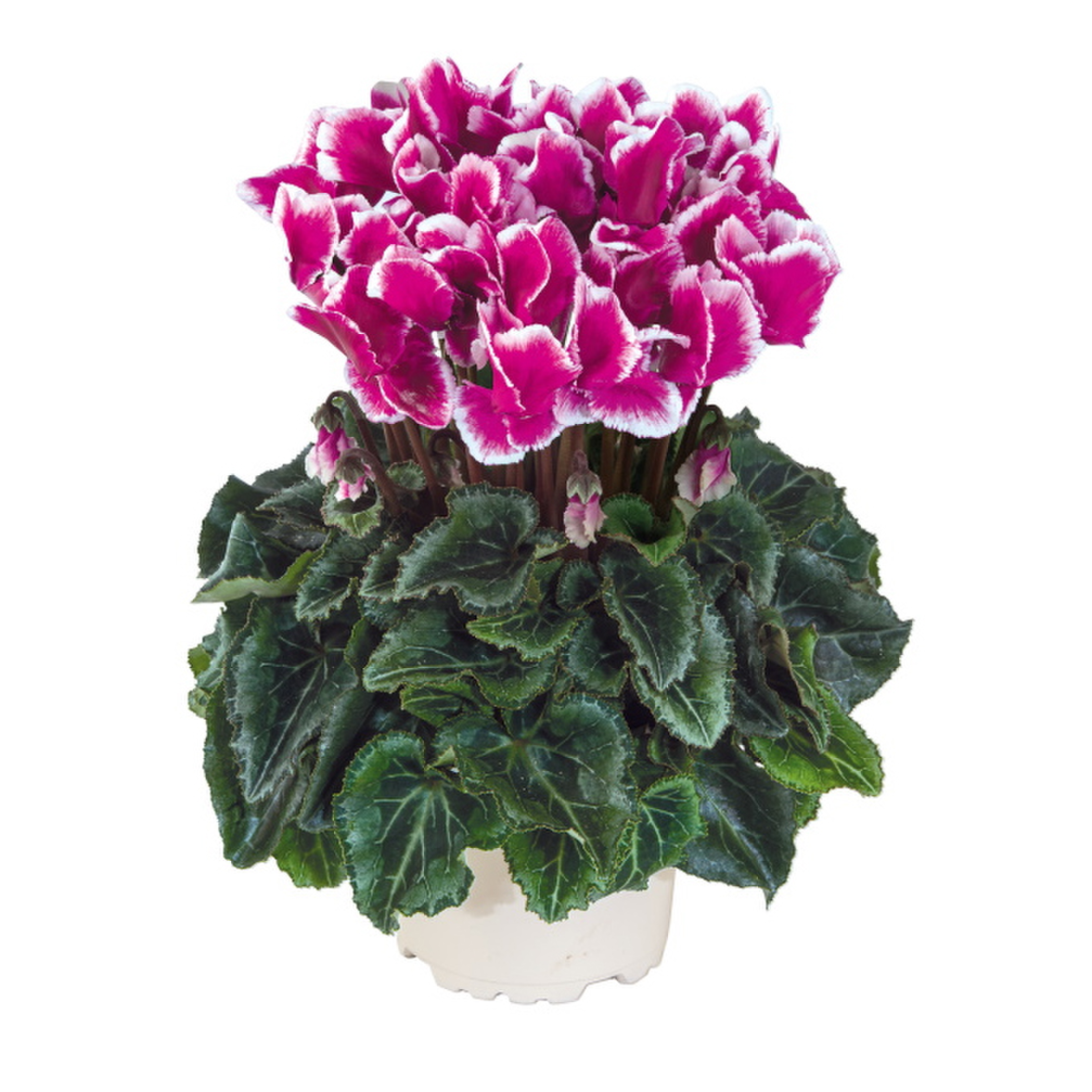 violet-exp-45490-3364984585.webp