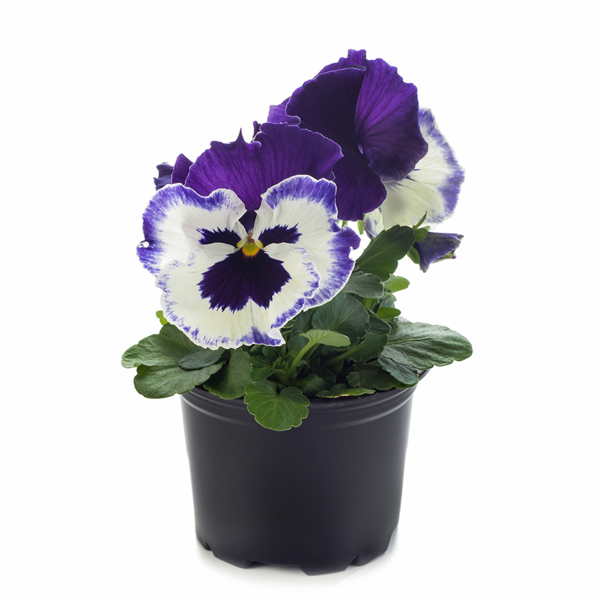 violet-face-2553102155.webp
