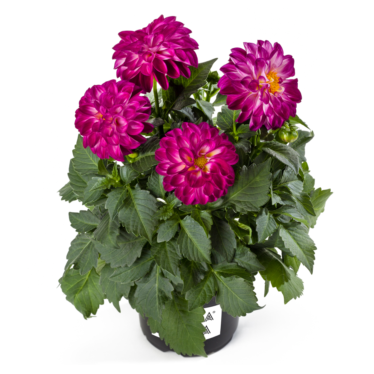 violet-flame-2660296993.webp