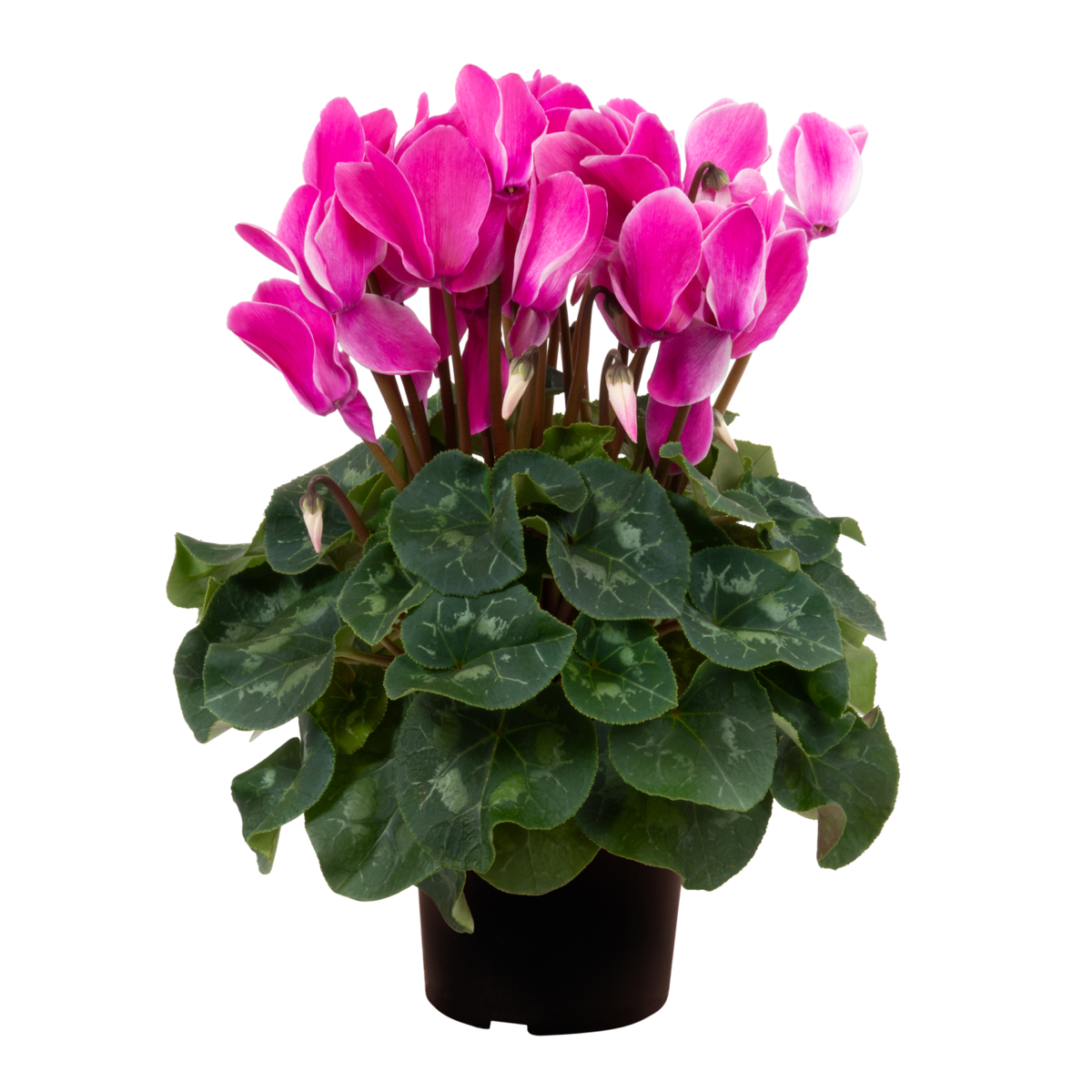 violet-flamed-1388582882.webp