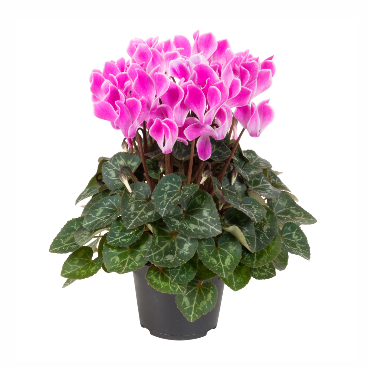 violet-flamed-51224595.webp