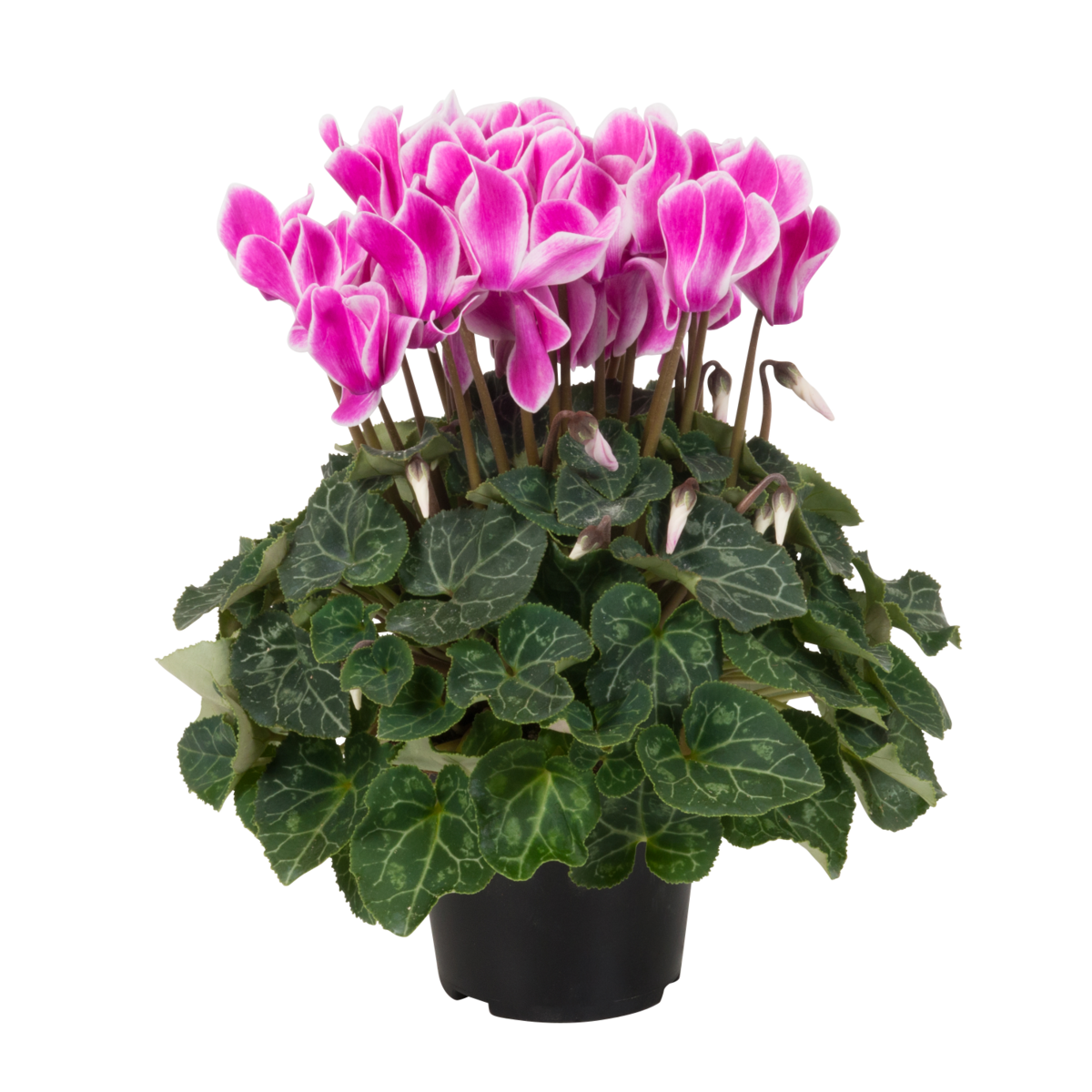 violet-flamed-626940886.webp