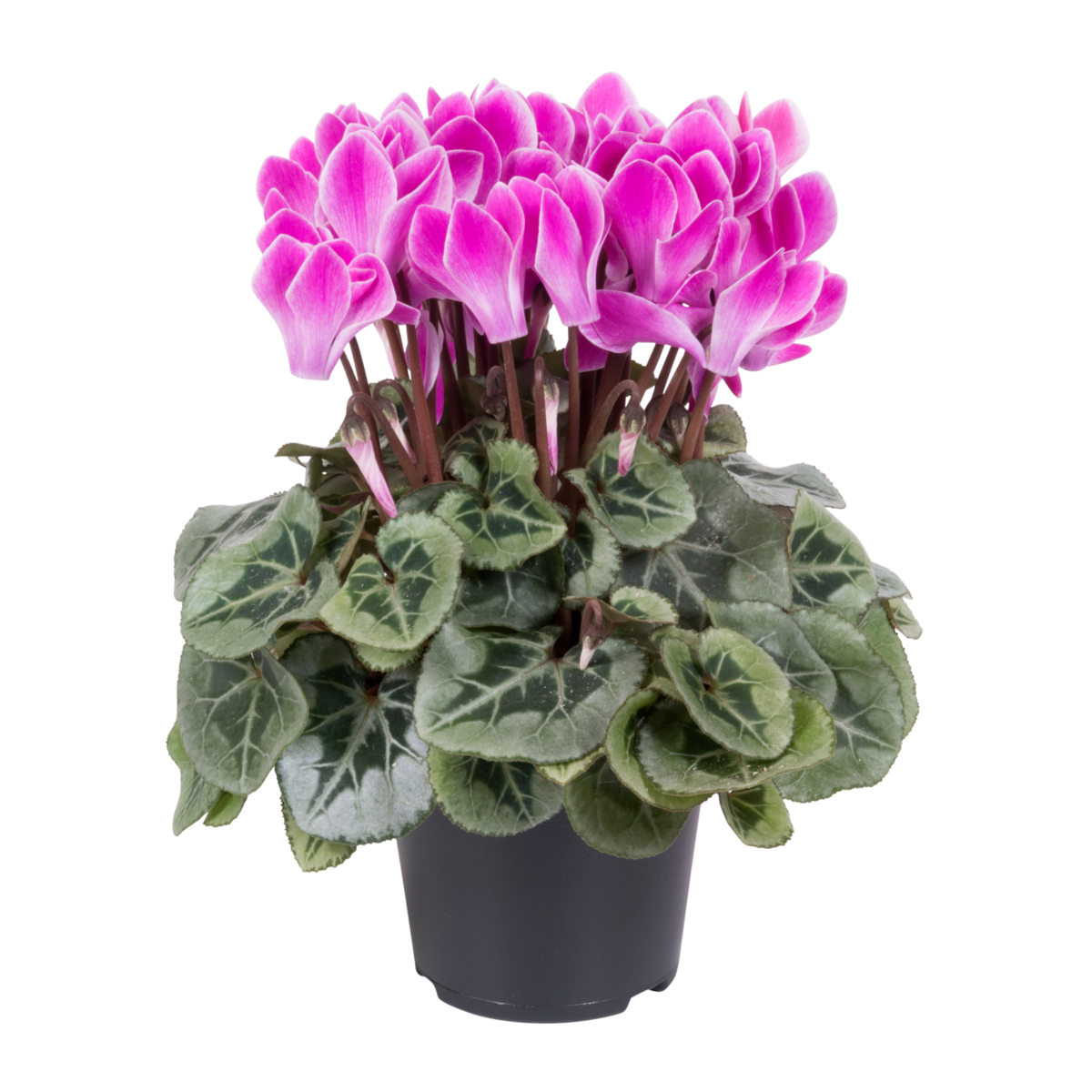 violet-flamed-915741447.webp