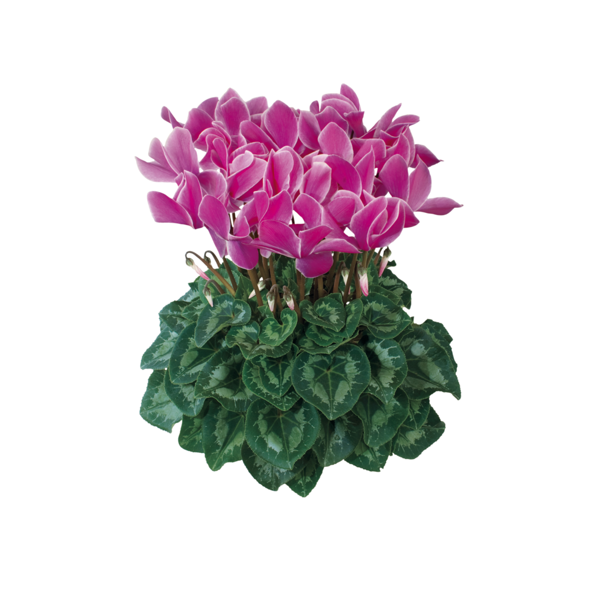violet-flamme-2160-516764109.webp