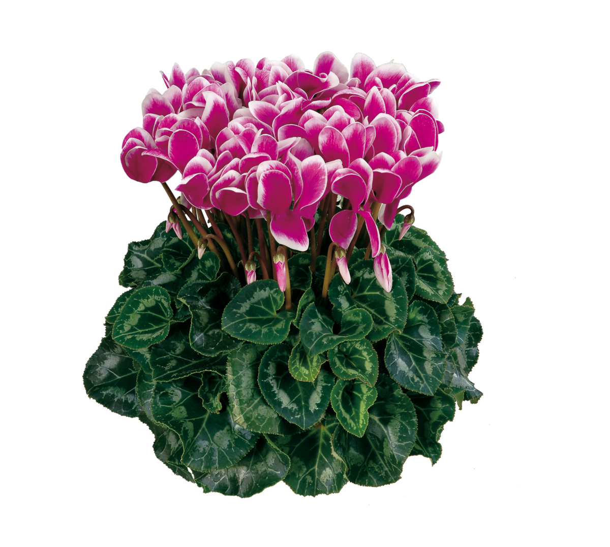violet-fonce-1395-1451404623.webp