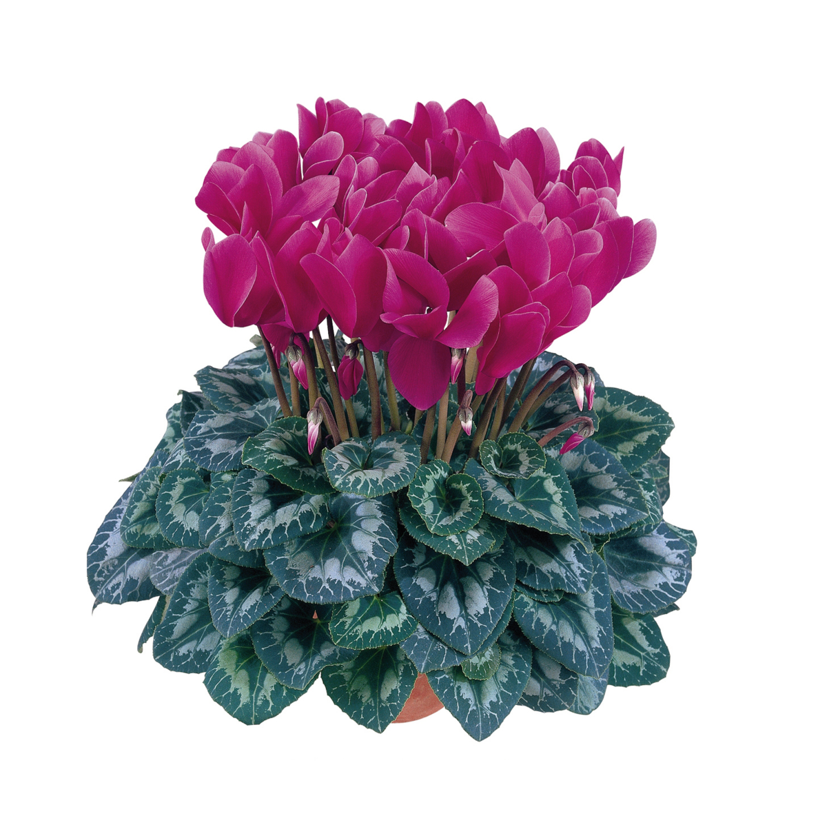 violet-fonce-2096-335215546.webp