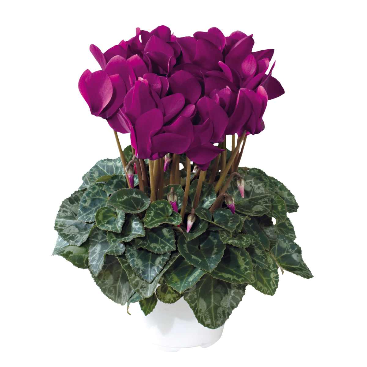 violet-fonce-3095-2709303107.webp