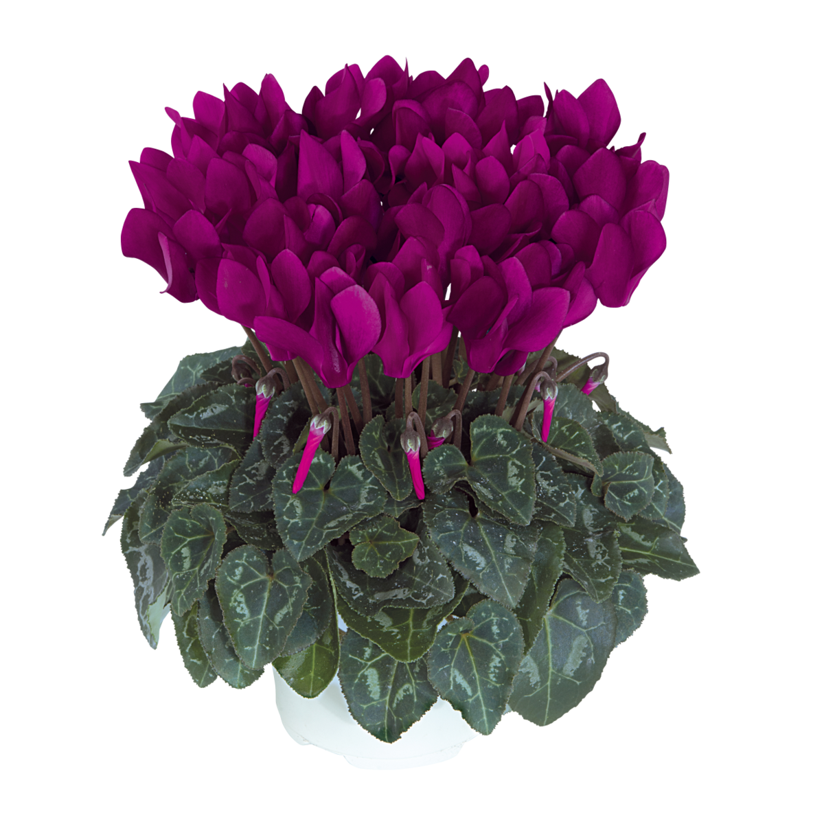 violet-fonce-4096-1437765587.webp