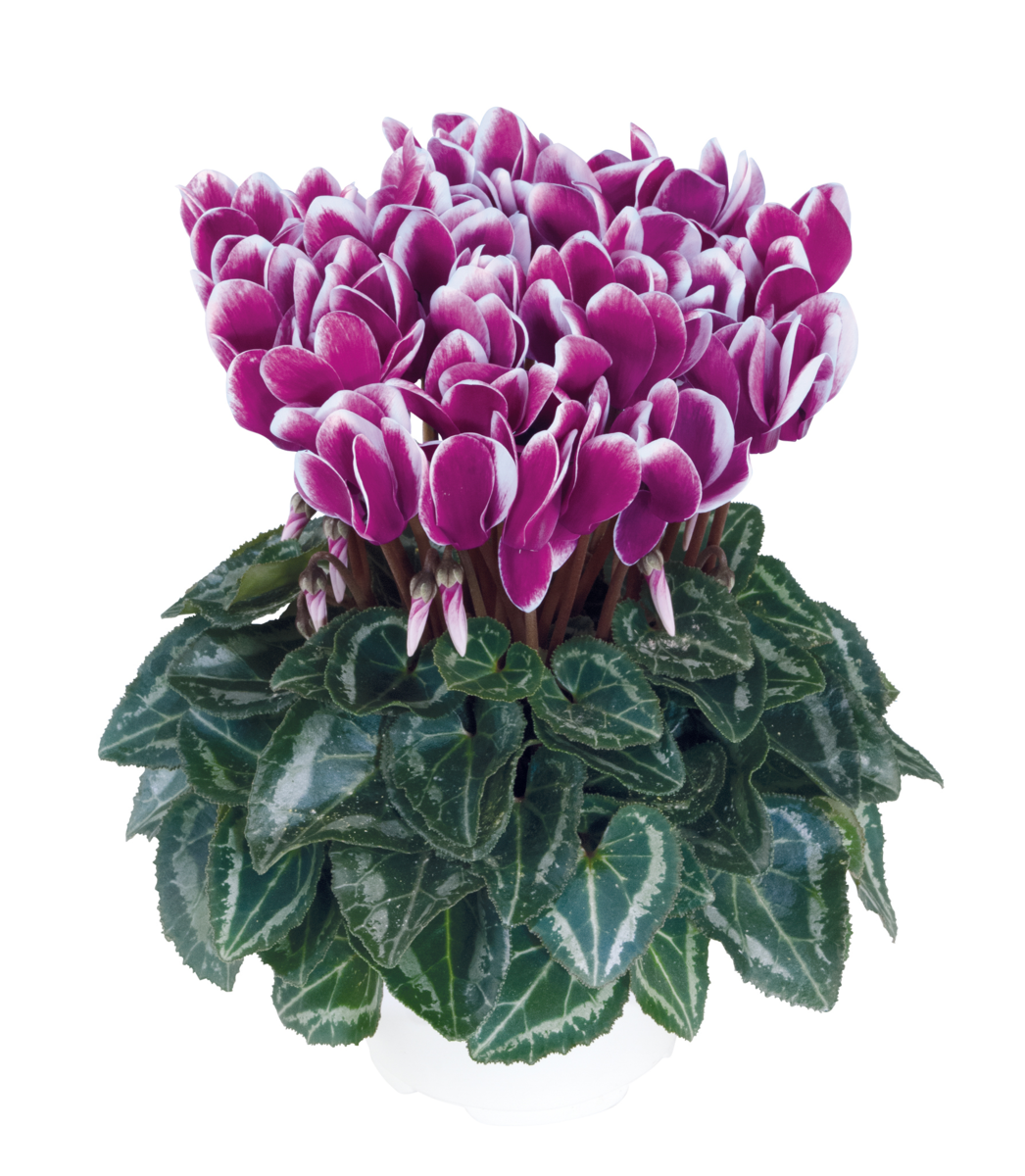 violet-fonce-4395-1128992378.webp