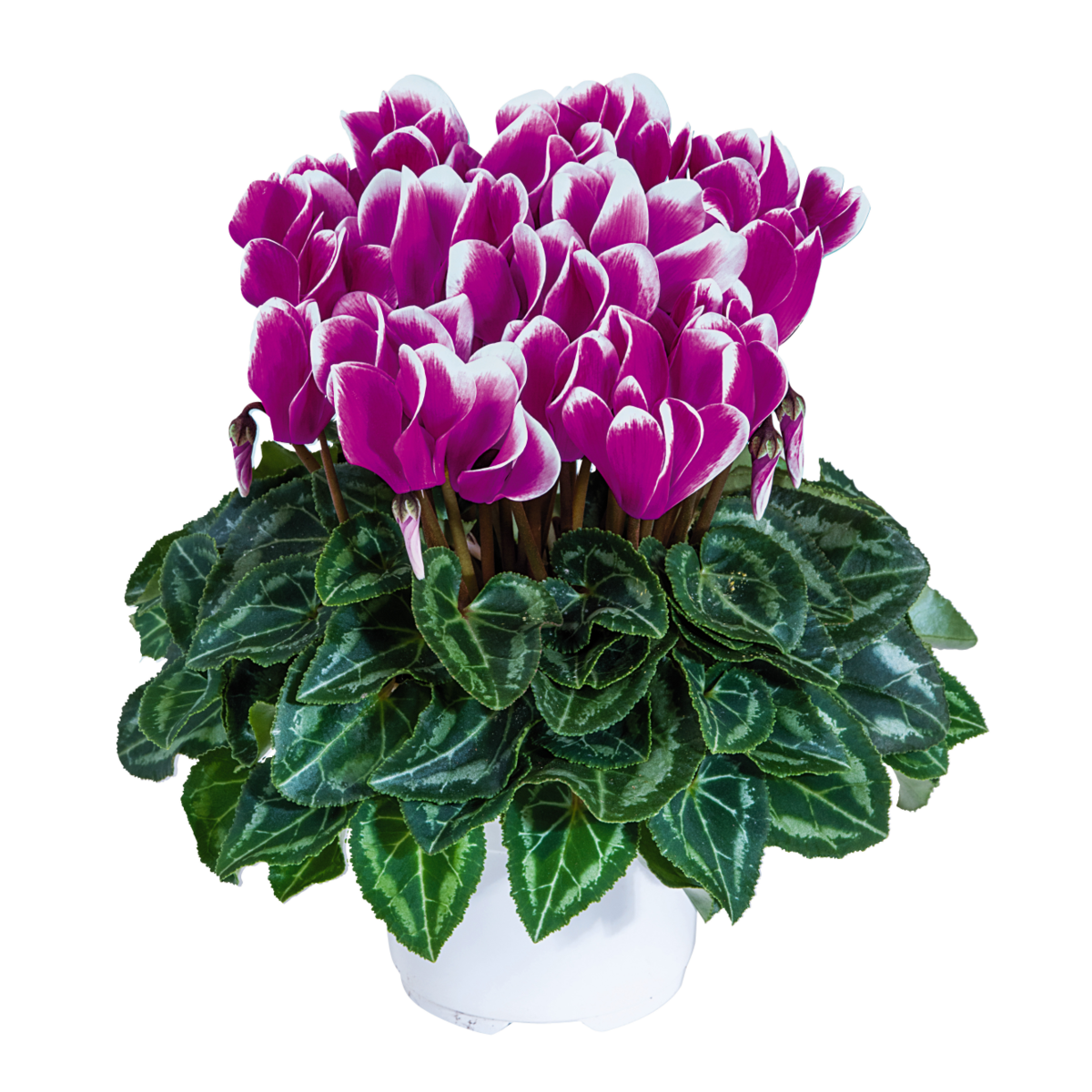 violet-fonce-6395-2258230685.webp
