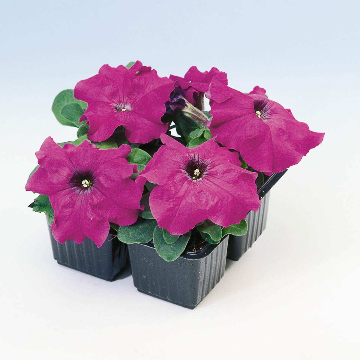 violet-gp-412309190.webp