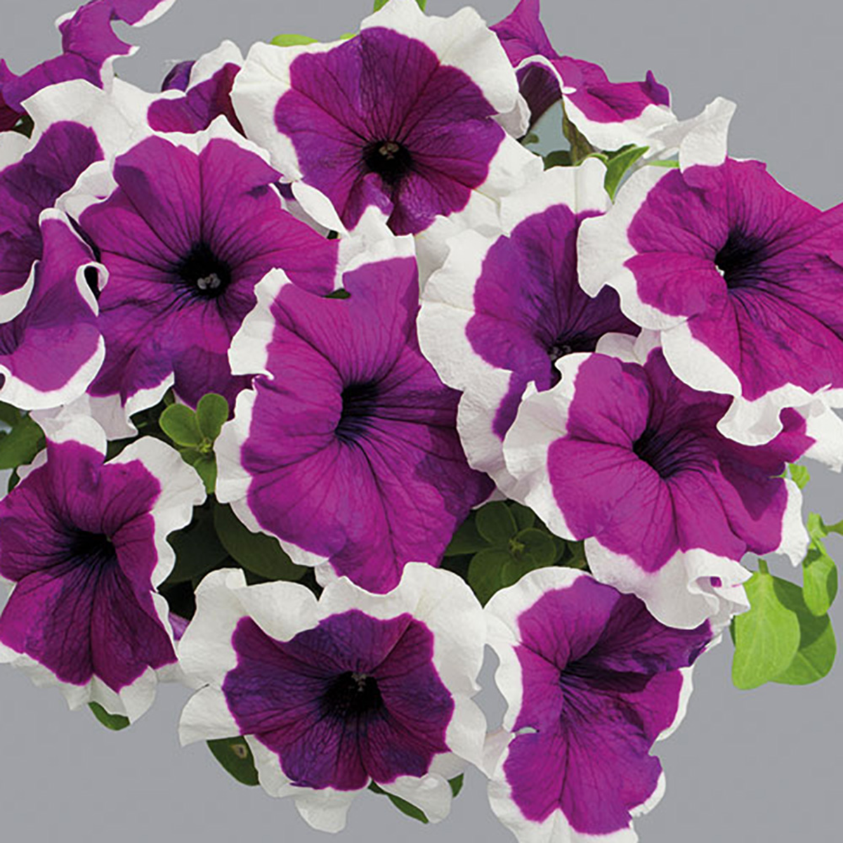 violet-picotee-gp-3469255999.webp