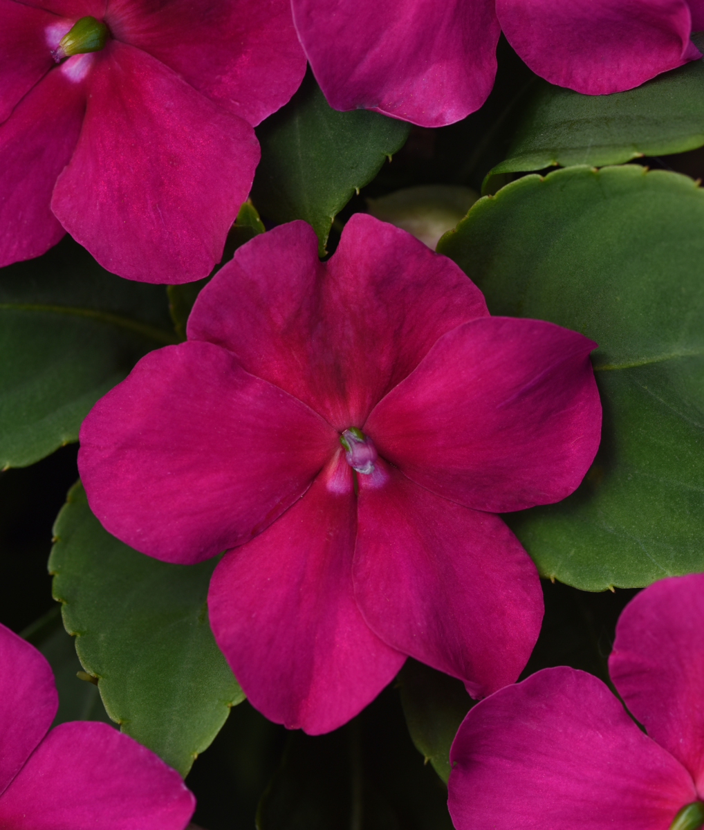 violet-shades-1269262588.webp