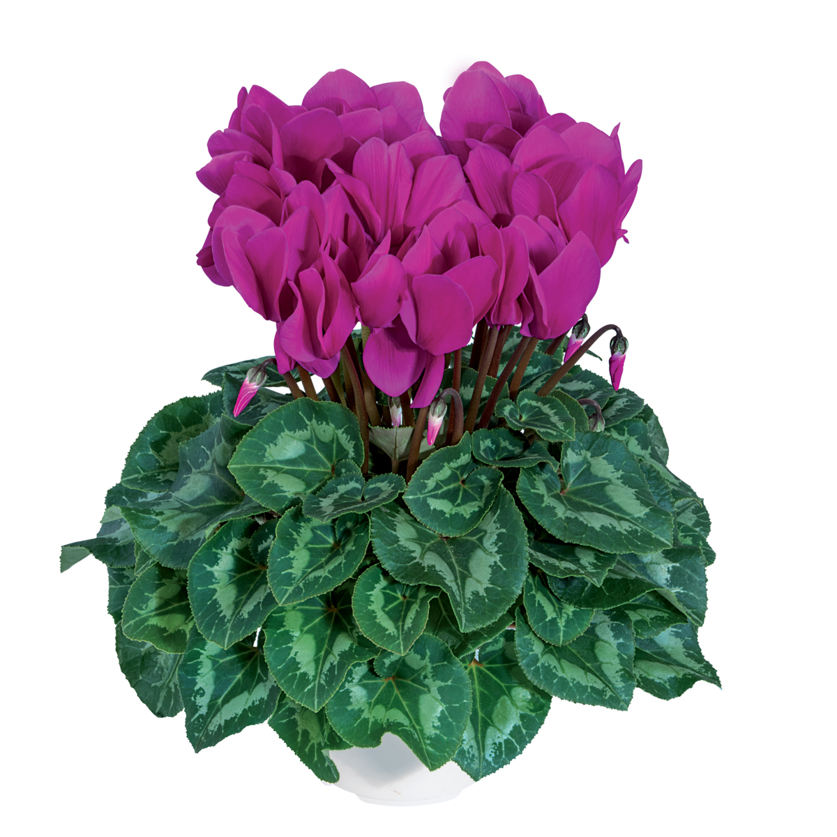 violet-vif-2091-3748307269.webp