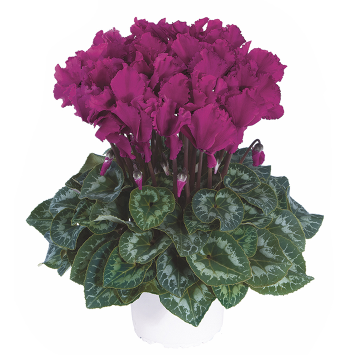 violet-vif-2491-963855168.webp