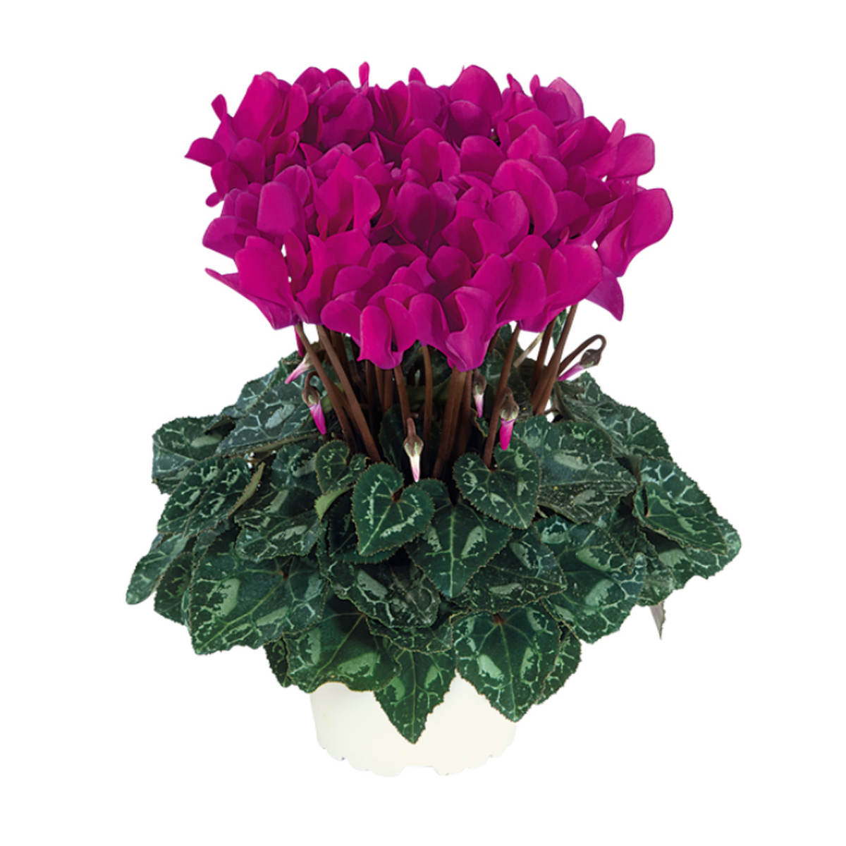 violet-vif-4092-2031587955.webp