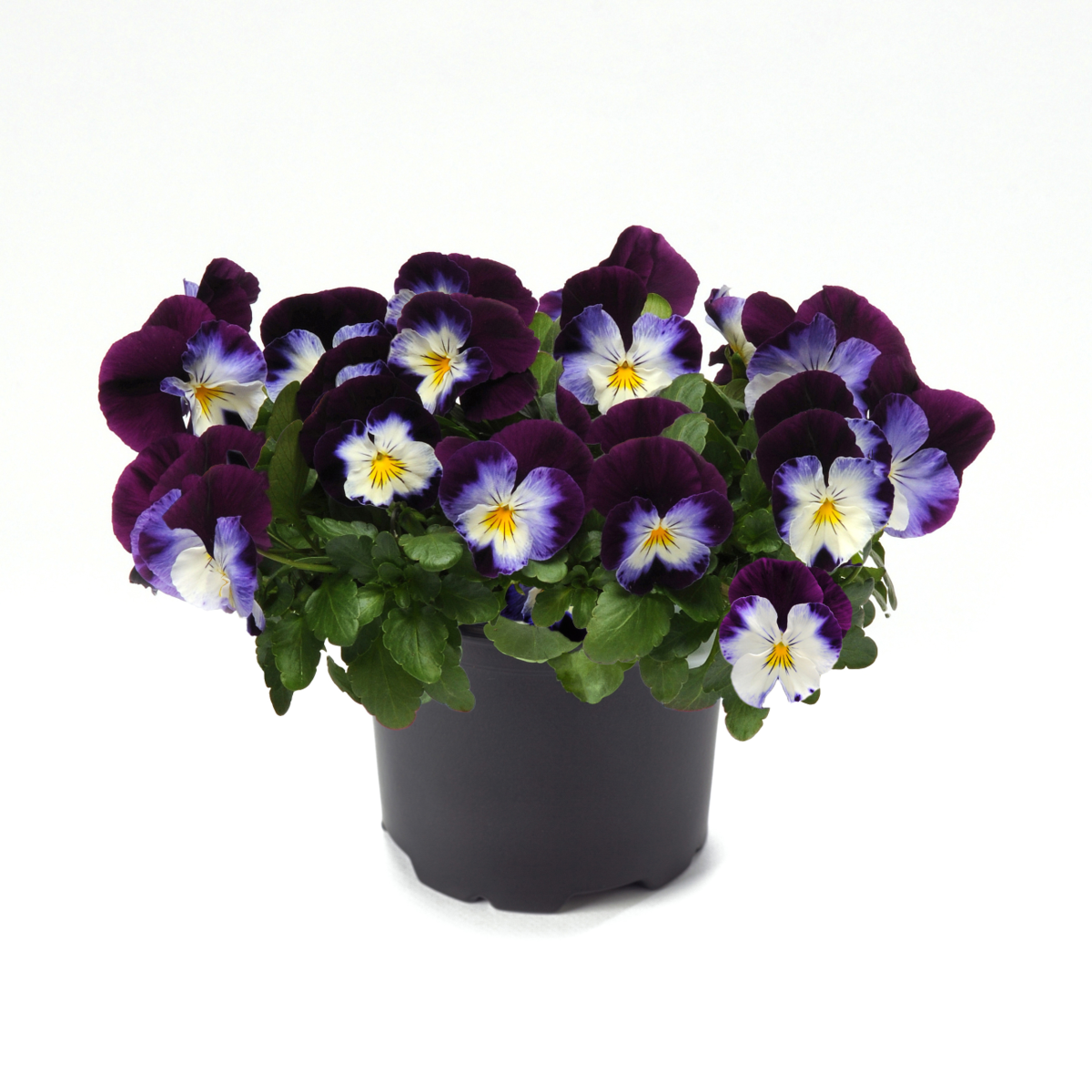 violet-wing-2634454626.webp