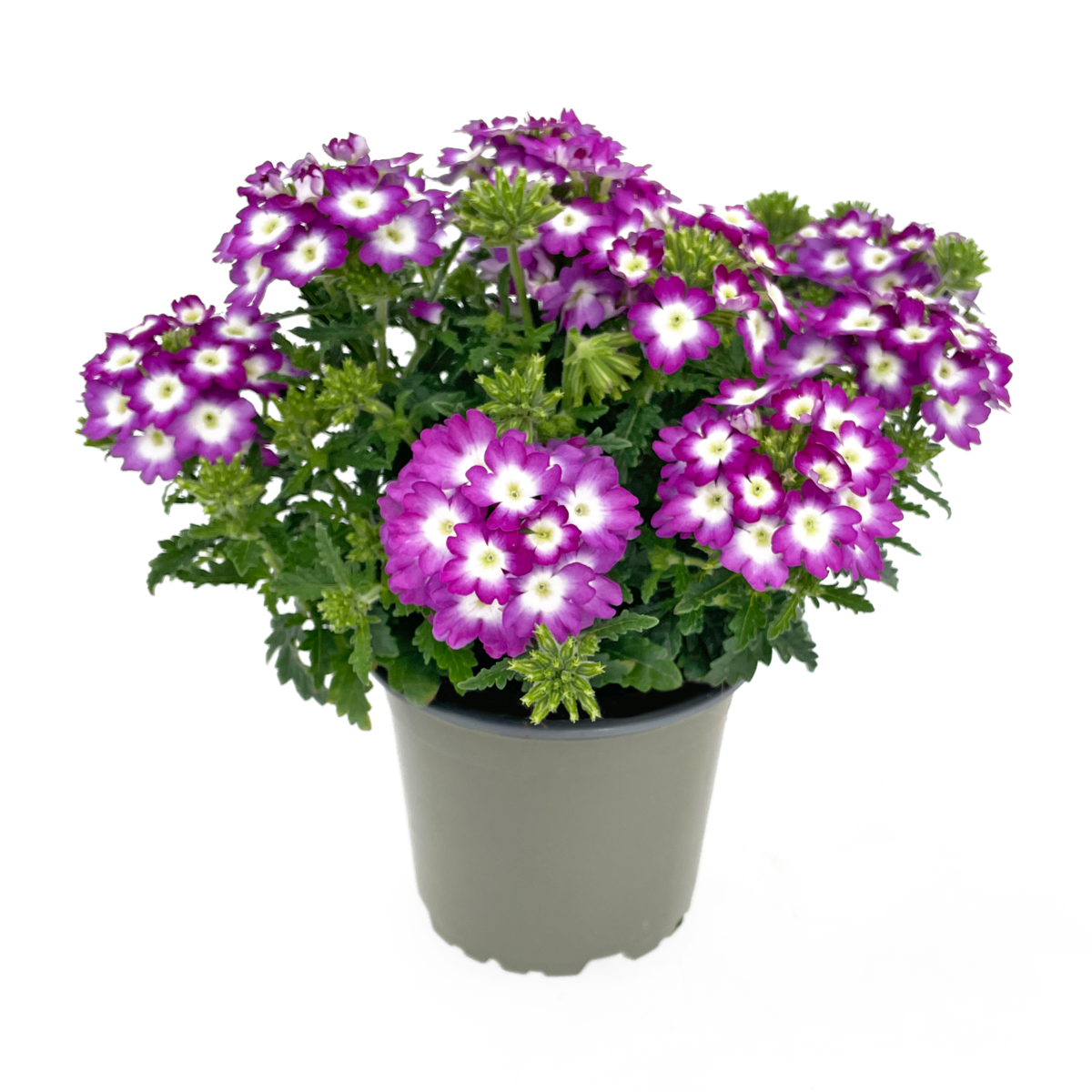 violeta-blanco-verb-0192-373283952.webp