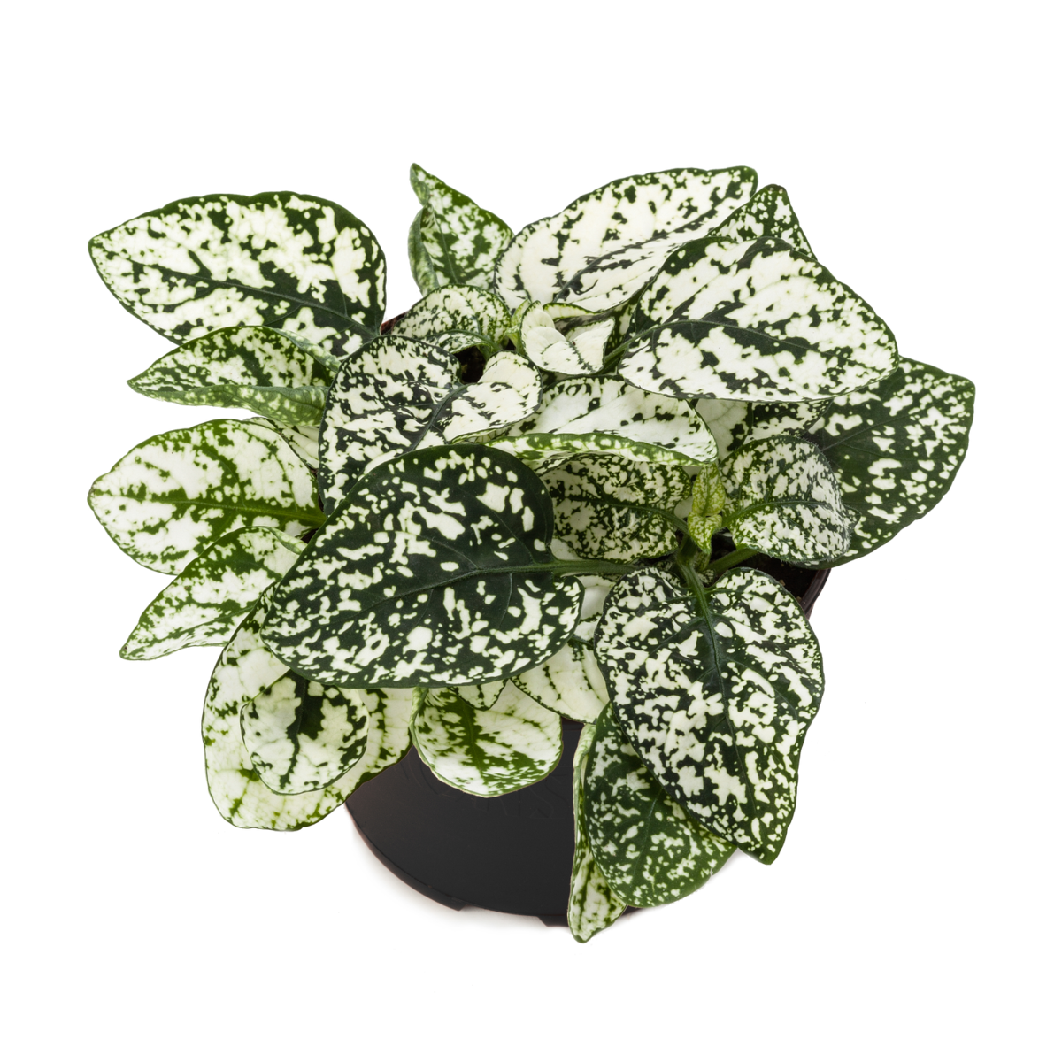 white-1289631131.webp