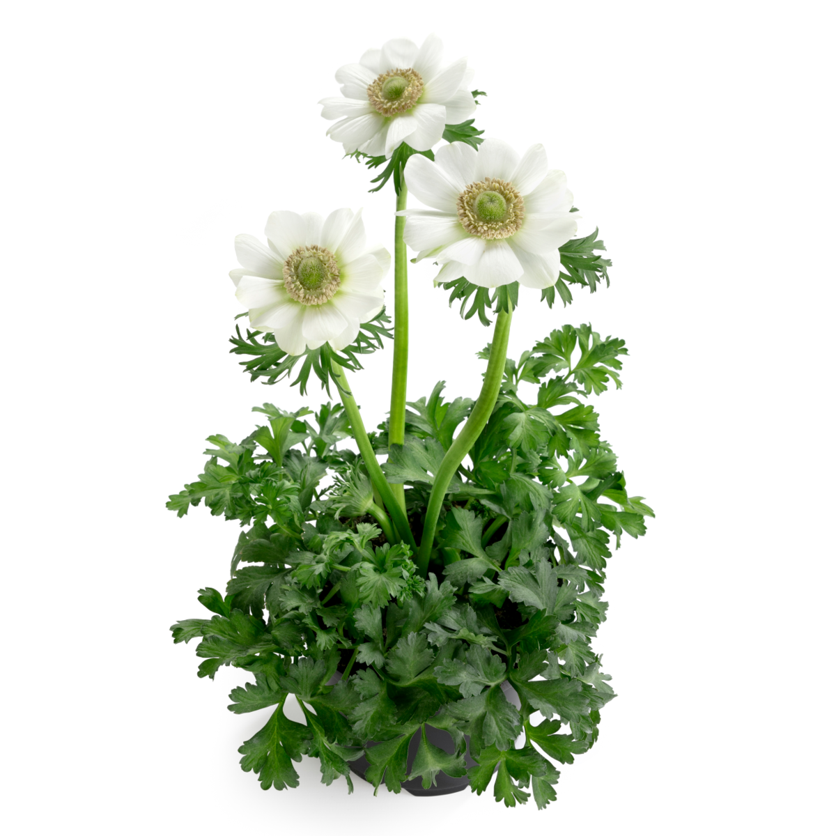 white-1291642999.webp