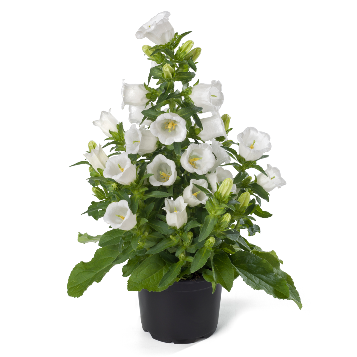 white-1458200582.webp