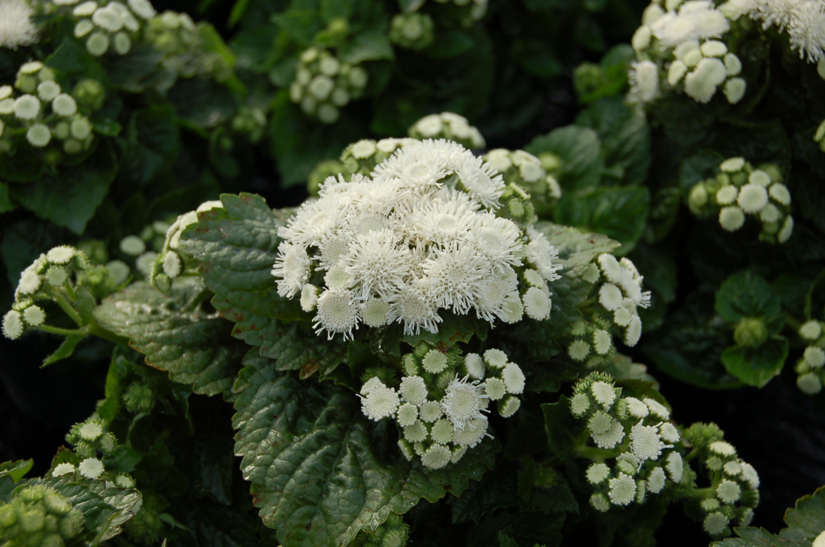 white-1488395825.webp