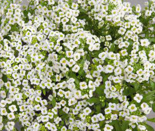 white-1530176951.webp