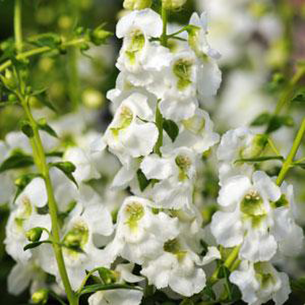 white-1552205049.webp