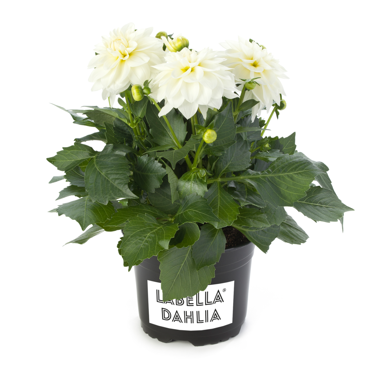 white-1682894296.webp