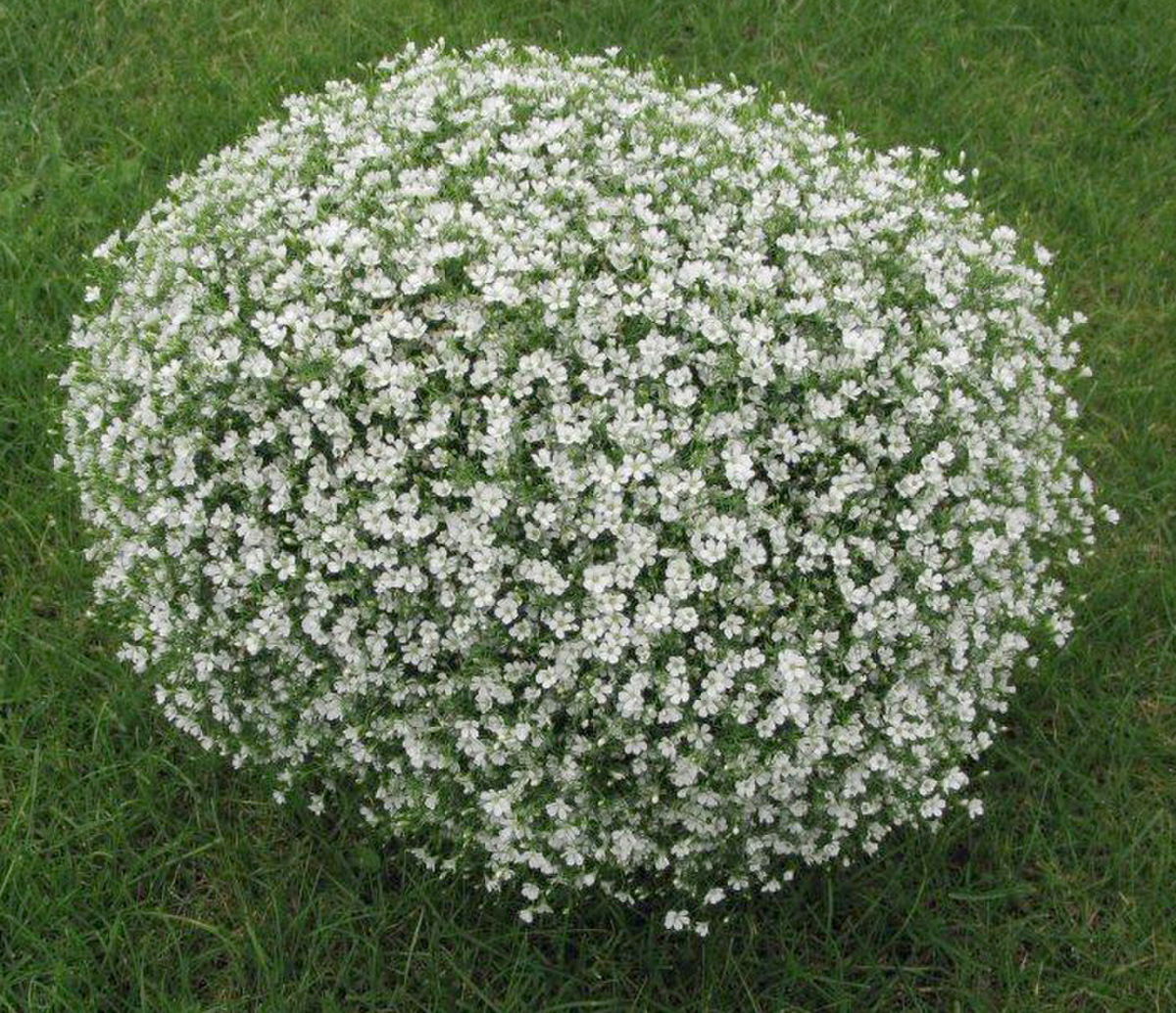 white-1939341867.webp