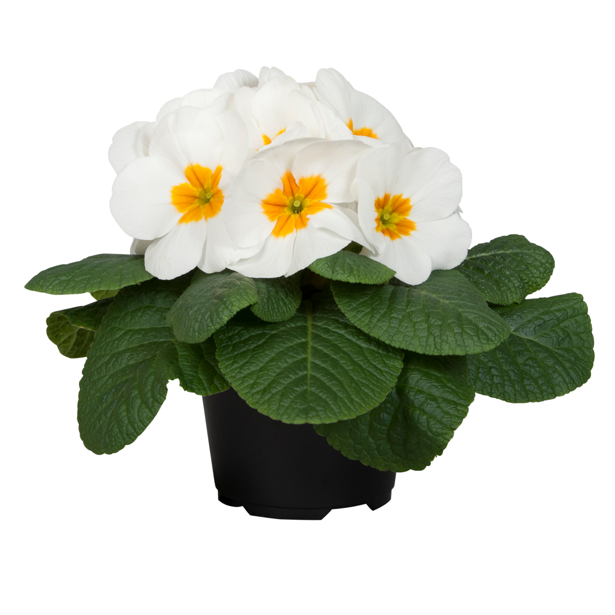 white-1994696961.webp