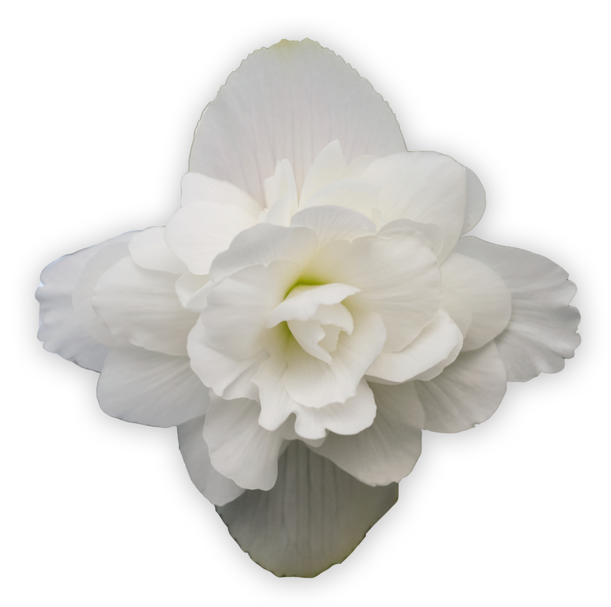 white-210270034.webp