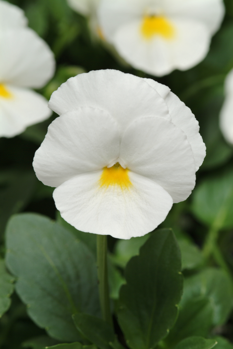 white-2397018247.webp