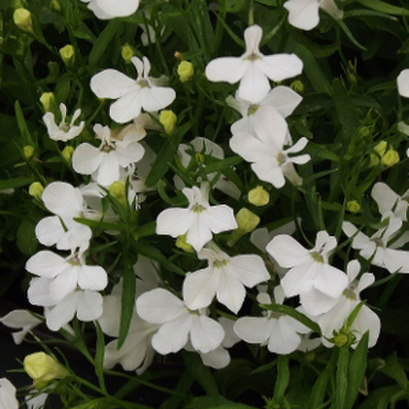 white-2486062201.webp