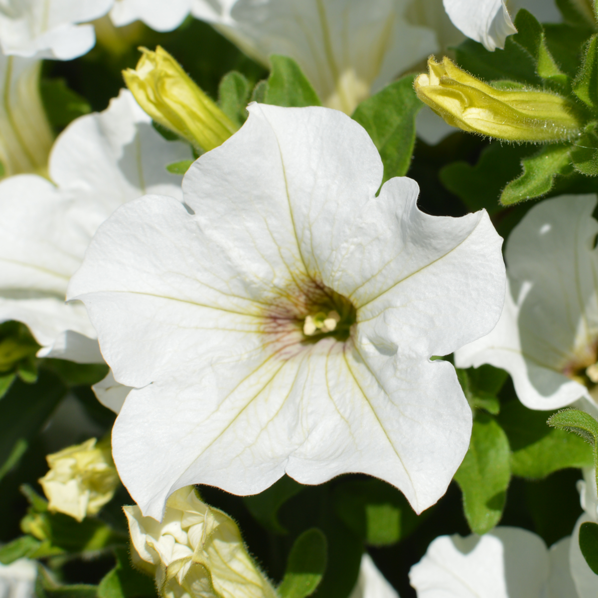 white-2556807963.webp
