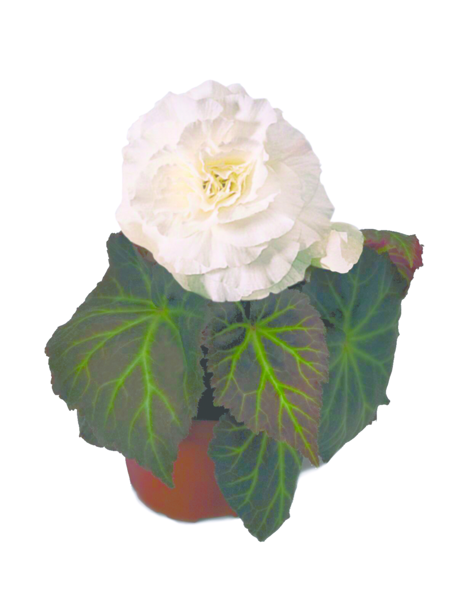 white-2658339845.webp