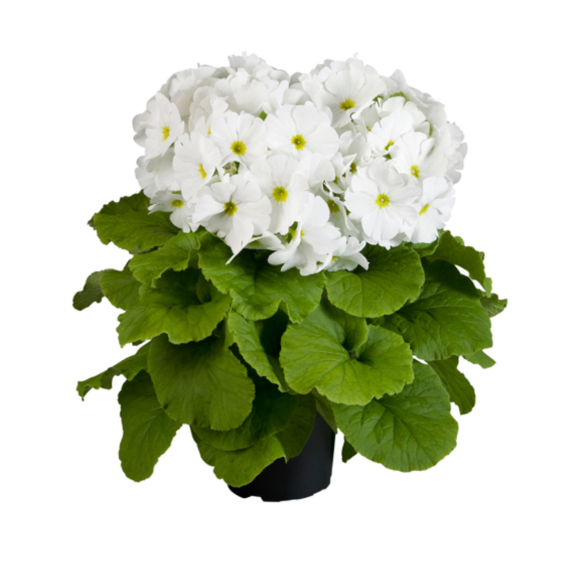 white-2673735627.webp