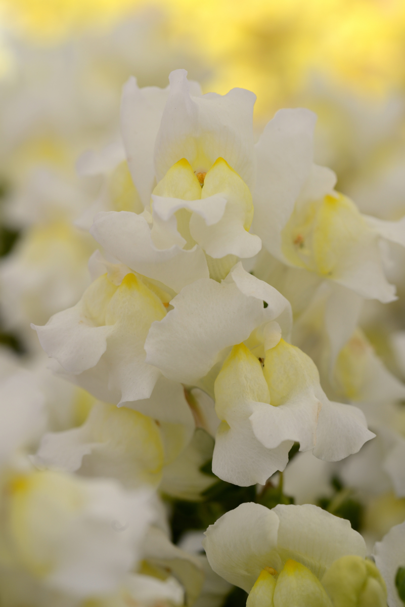 white-2750676108.webp