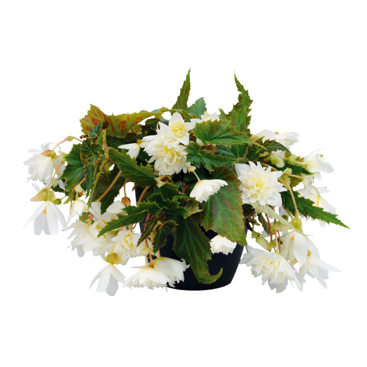 white-2835937248.webp