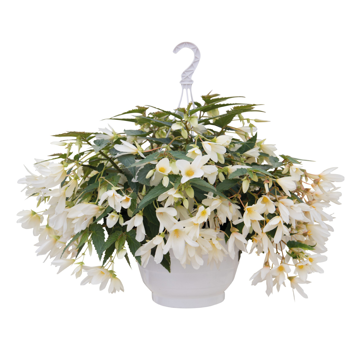 white-2949121504.webp