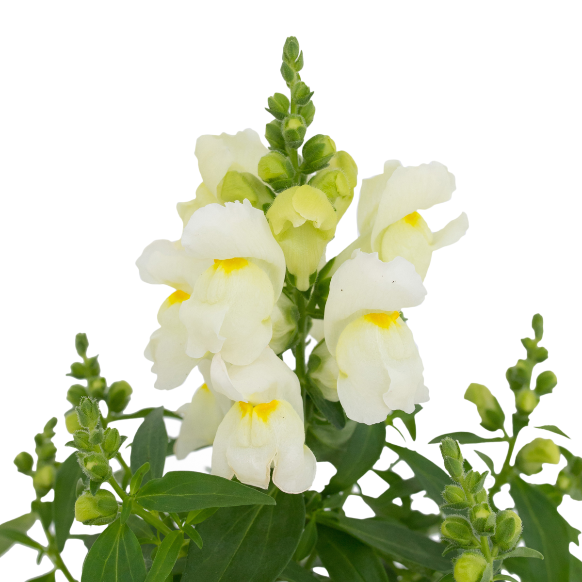 white-3050339292.webp