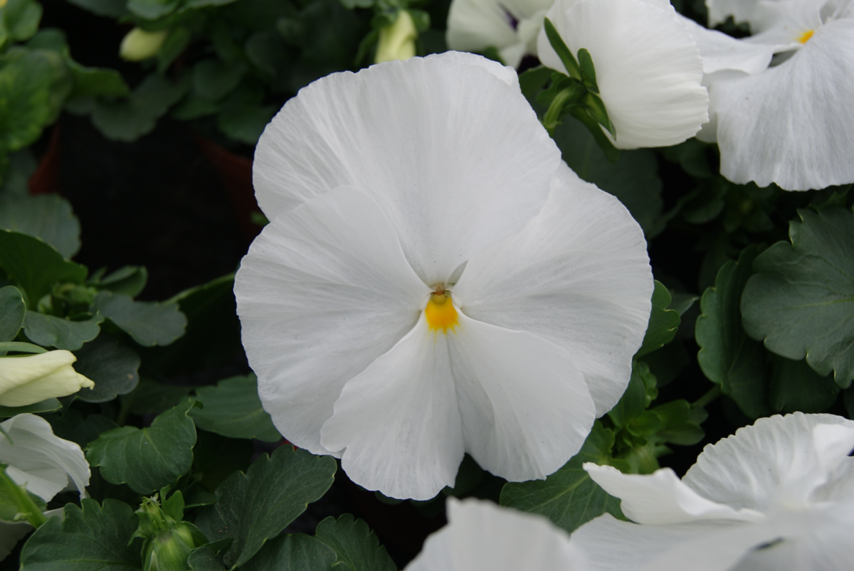 white-3238935042.webp