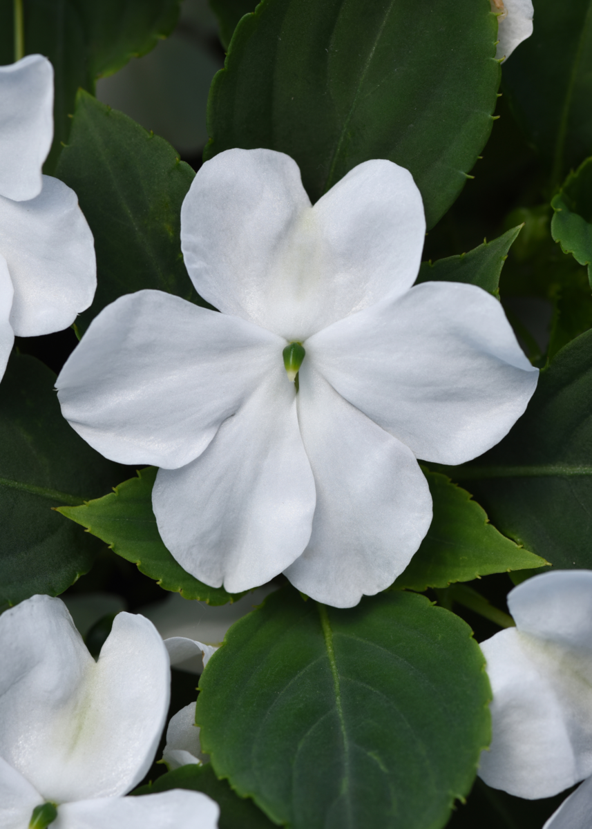 white-3269550165.webp